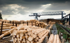 Утверждены таксовая стоимость и ставки пошлин на древесину на 2023 год